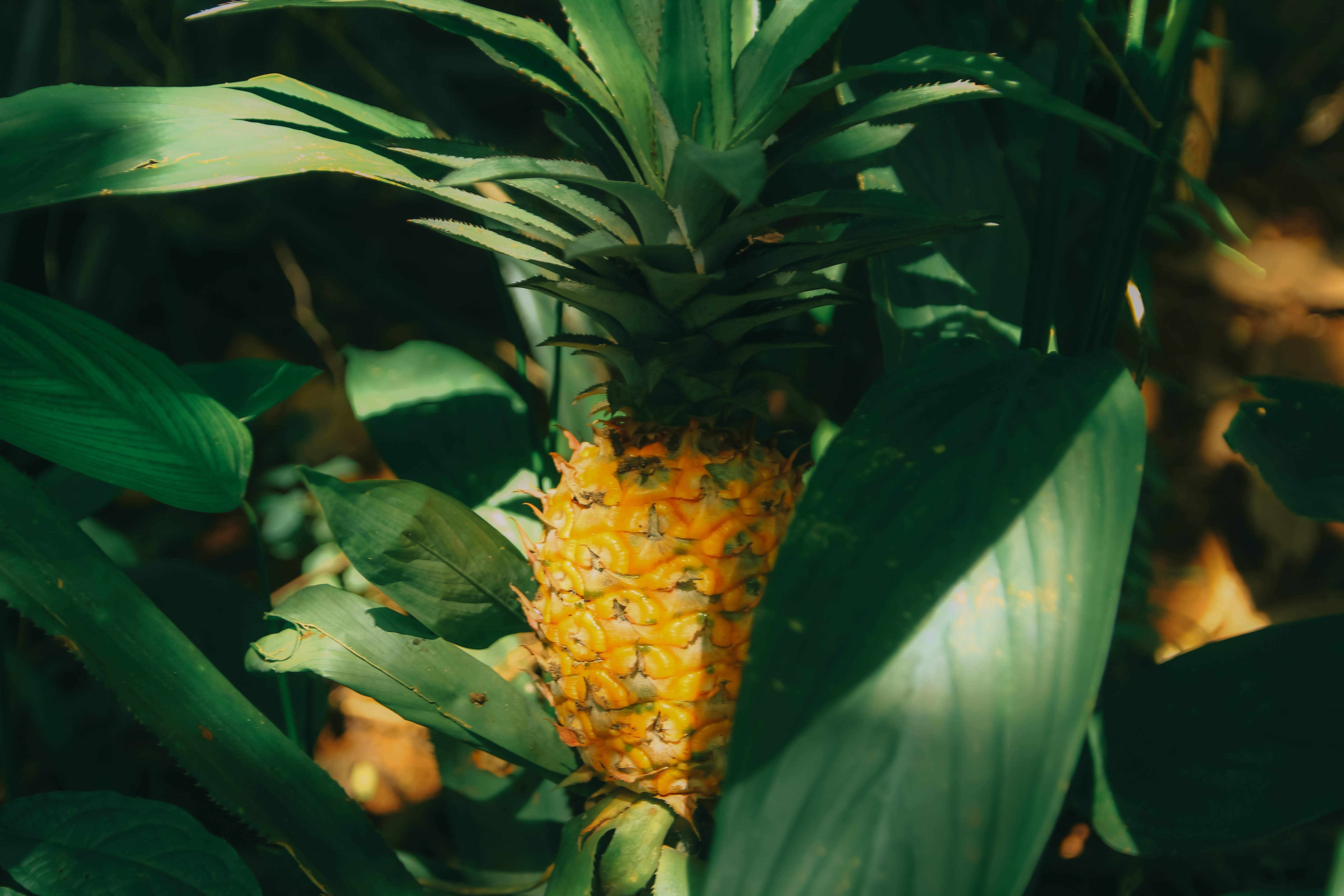Pineapples Plant Information and Environmental Requirements
