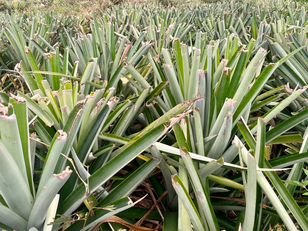 Pineapple Flowering, Pollination, and Pruning