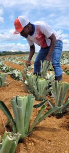 Planting of Pineapple – Pineapple Plant Density