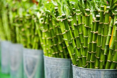 关于竹子的有趣知识、用途和以及竹子分类