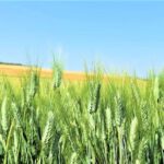 小麦施肥要求