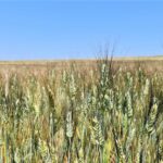 小麦的产量、收获与储存