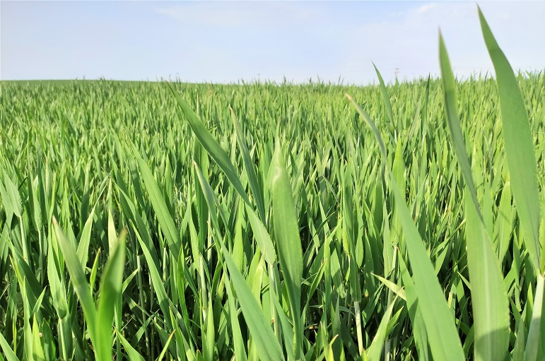 小麦种植中的杂草管理