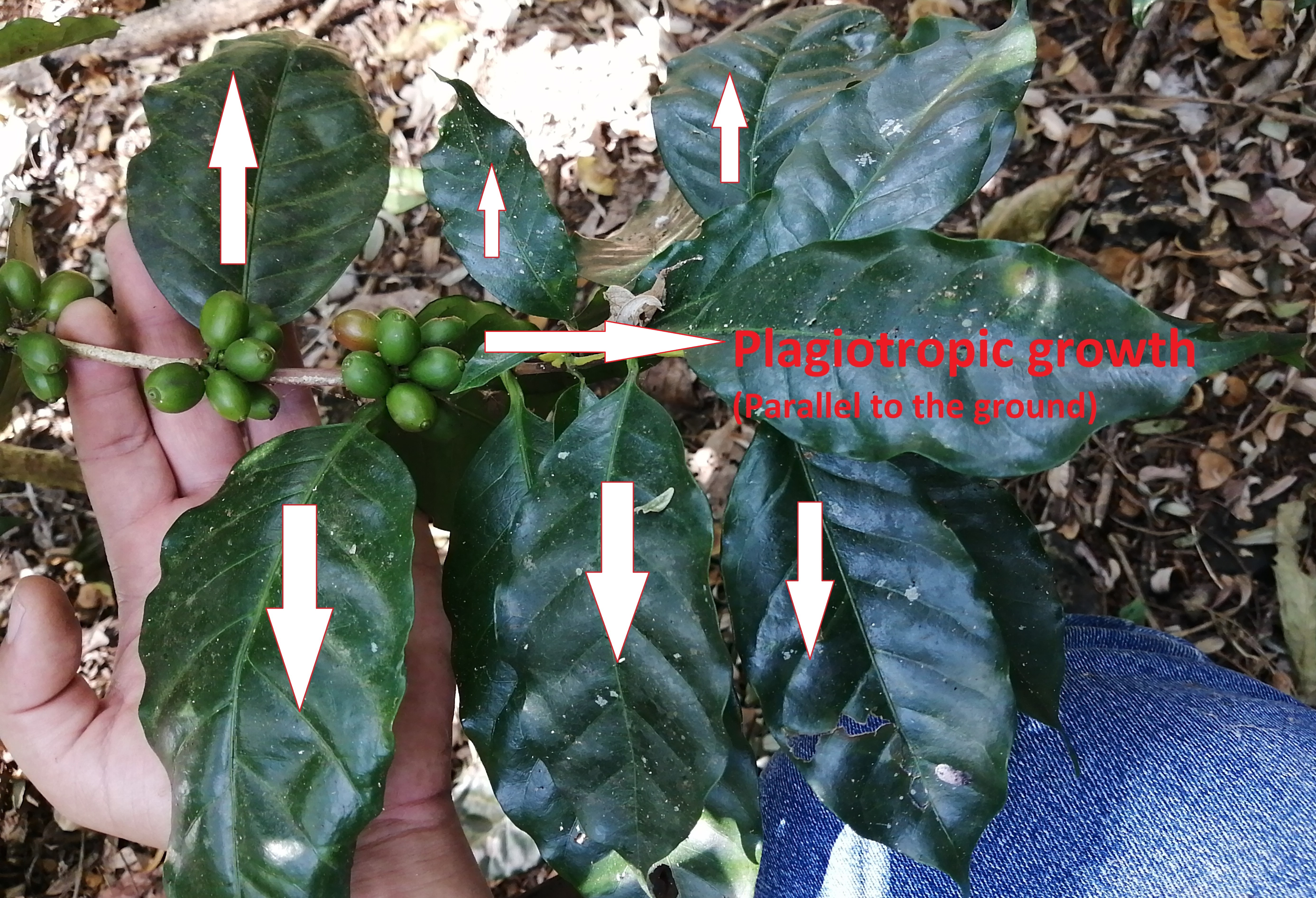 Coffee Plant Information - What is the leaf morphology of Coffea arabica?