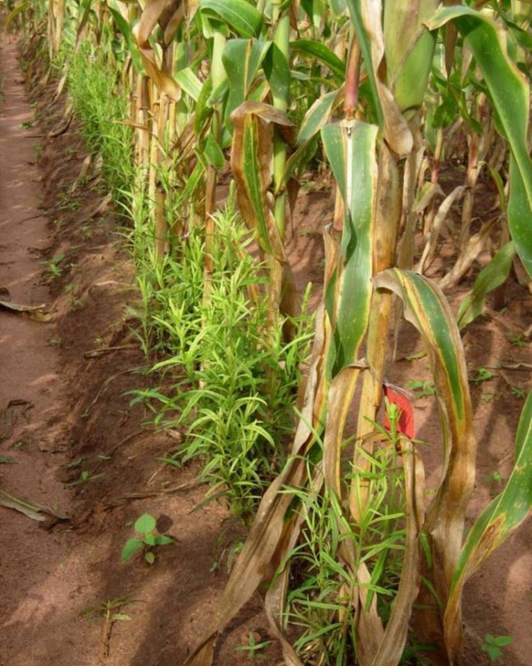 La stratégie push-pull permet de lutter contre les foreurs de tiges et le striga et d'augmenter les rendements du maïs
