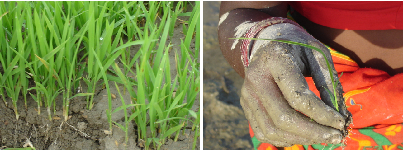 Agriculture durable du riz et méthode SIR (Système d'Intensification du Riz).pic2