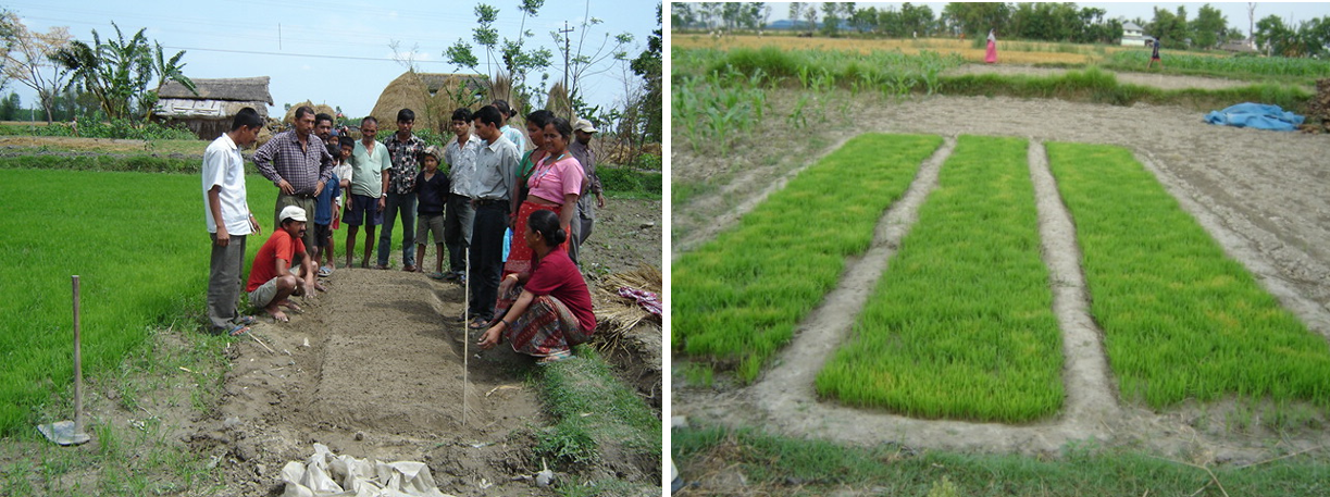 Agriculture durable du riz et méthode SIR (Système d'Intensification du Riz).pic7