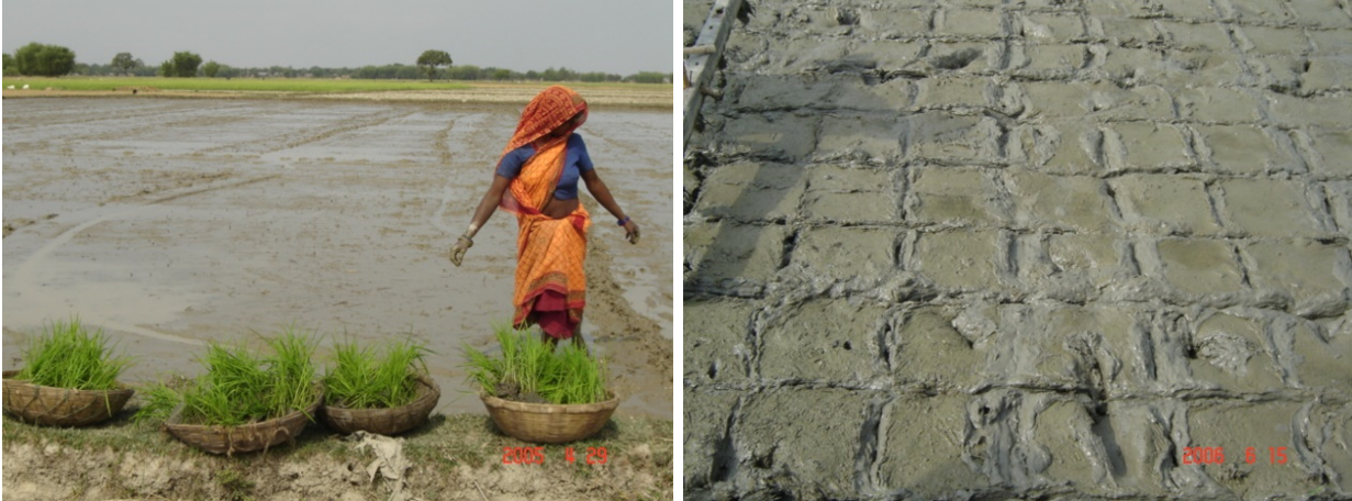 Agriculture durable du riz et méthode SIR (Système d'Intensification du Riz).pic8