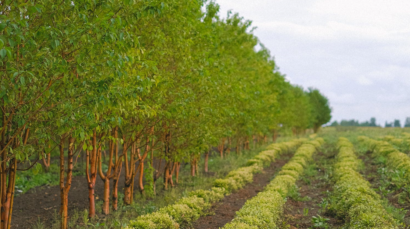 Agroforstwirtschaft - Verknüpfung von Bäumen und Landwirtschaft zur Verbesserung des Boden-Wasser-Schutzes