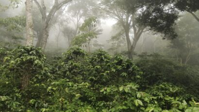 What type of agroforestry system is shade-grown coffee?