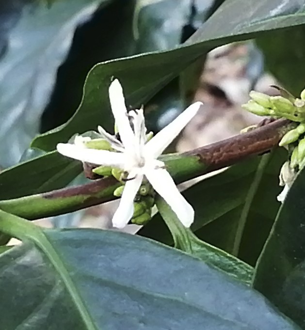 Coffee Tree Flowering and Pollination