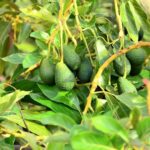 Avocado-Ernte, Ertrag pro Hektar und Lagerung