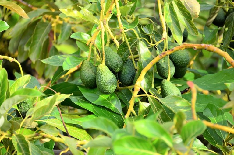 Avocado-Ernte, Ertrag pro Hektar und Lagerung