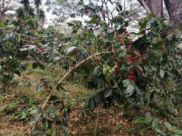 What is the leaf morphology of Coffea arabica?