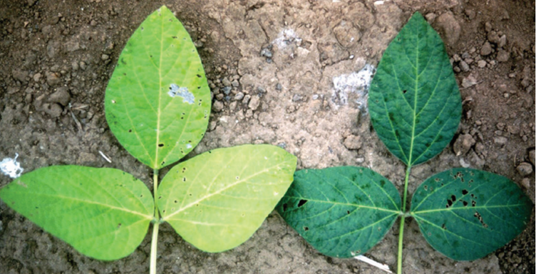 Biological Nitrogen Fixation and seeding Legumes for Soil Fertility