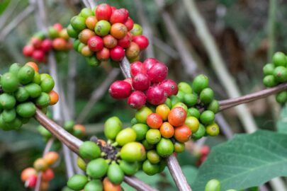 What are the different types of coffee varieties?