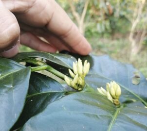 How long does it take a coffee tree to progress from flowering to producing?