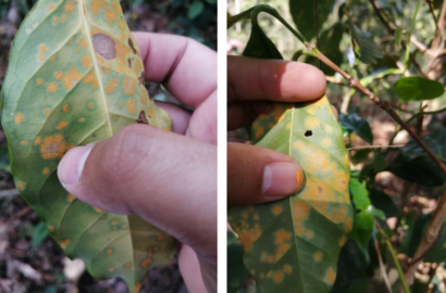 What are the pest and diseases on coffee?