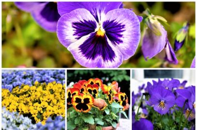 Como cuidar de Amores-perfeitos no jardim e em vasos