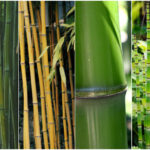 Como cultivar bambus