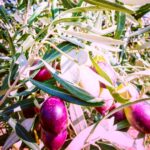 Culture biologique des olives