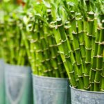 Fatos, usos e tipos interessantes de Bambu