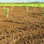 Gestion des sols dans l'oléiculture