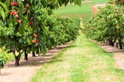 Kirschbaumanbau zu kommerziellen Zwecken