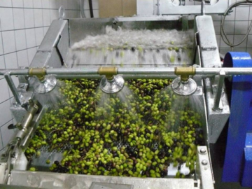 Les étapes de la production d'huile d'olive