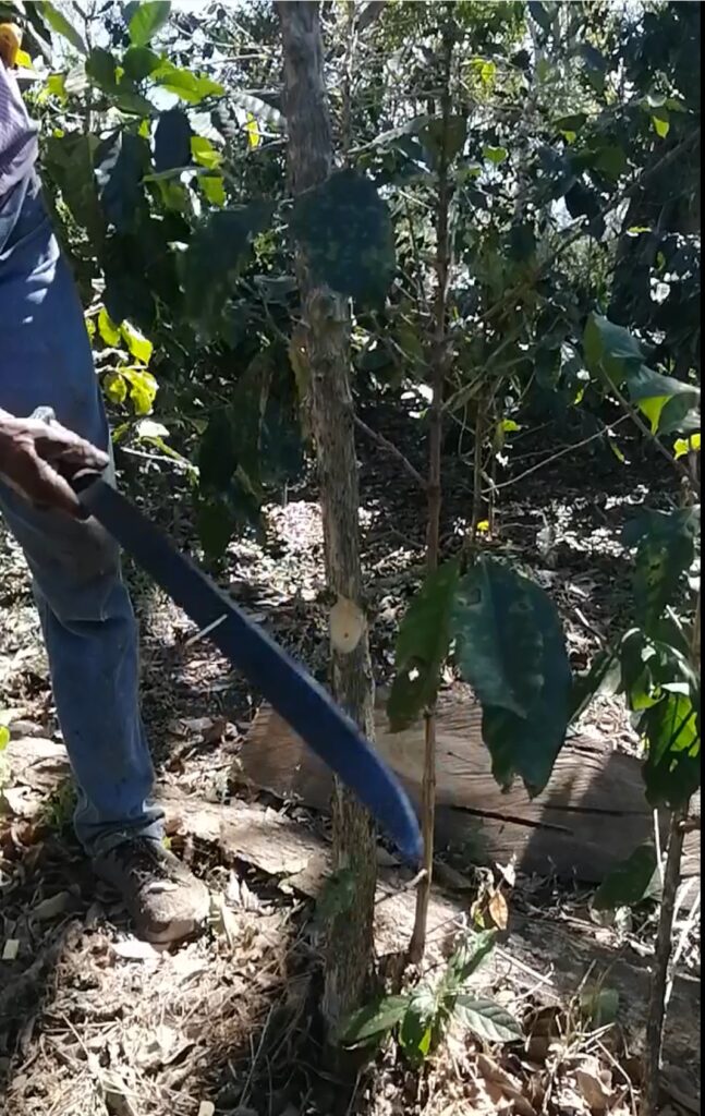 How to Prune your Coffee Trees in an Agroforestry System