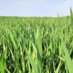 Manejo de ervas daninhas na cultura do trigo