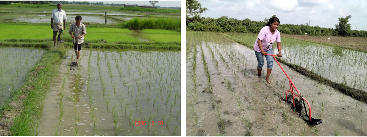  Nachhaltiger Reisanbau und SRI-Methode (System of Rice Intensification).