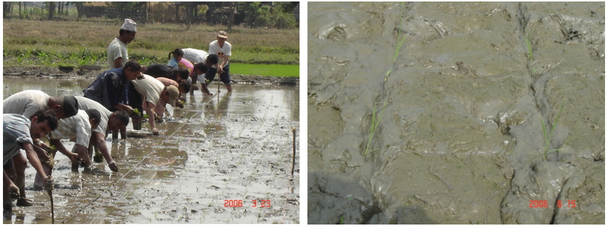 Nachhaltiger Reisanbau und SRI-Methode (System of Rice Intensification).