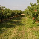peach tree fertilizer requirements