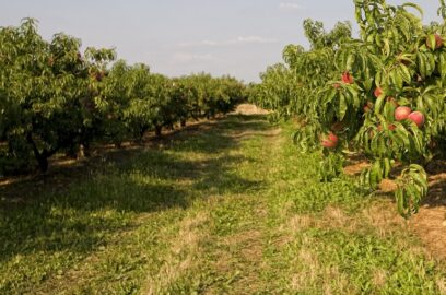 peach tree fertilizer requirements
