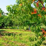 Peach yield per hectare, Harvesting methods, and Storage