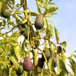 Pflege und Baumschnitt des Avocadobaums