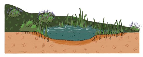 Pond illustration 