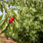 Propagation et pollinisation du cerisier