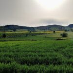 Requisitos e métodos de irrigação de trigo