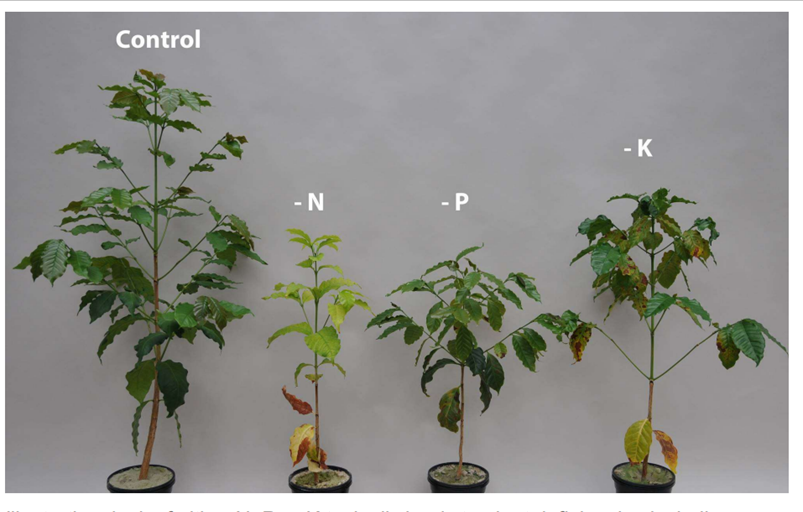 Sustainable Plant Nutrient Management (SPNM): An overview
