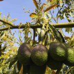 Schädlinge und Krankheiten am Avocadobaum - Avocado-Unkrautbekämpfung
