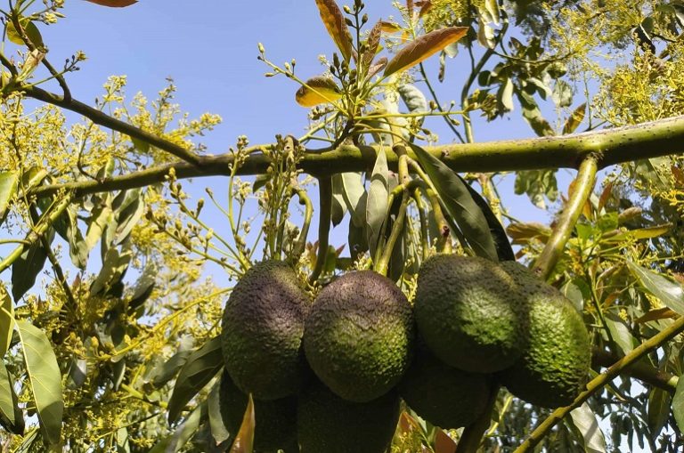 Schädlinge und Krankheiten am Avocadobaum - Avocado-Unkrautbekämpfung