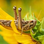 Schädlinge und Krankheiten der Sonnenblume