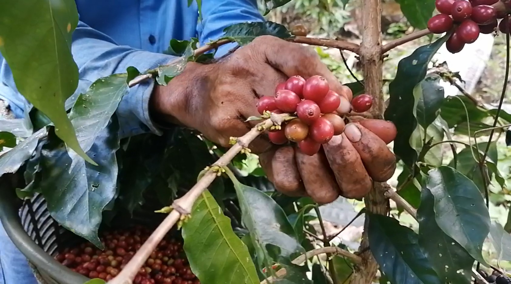 Coffee tree Harvesting - Coffee Berries Picking