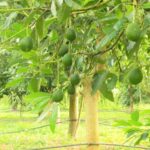 Wasserbedarf von Avocadobäumen und Bewässerungssysteme