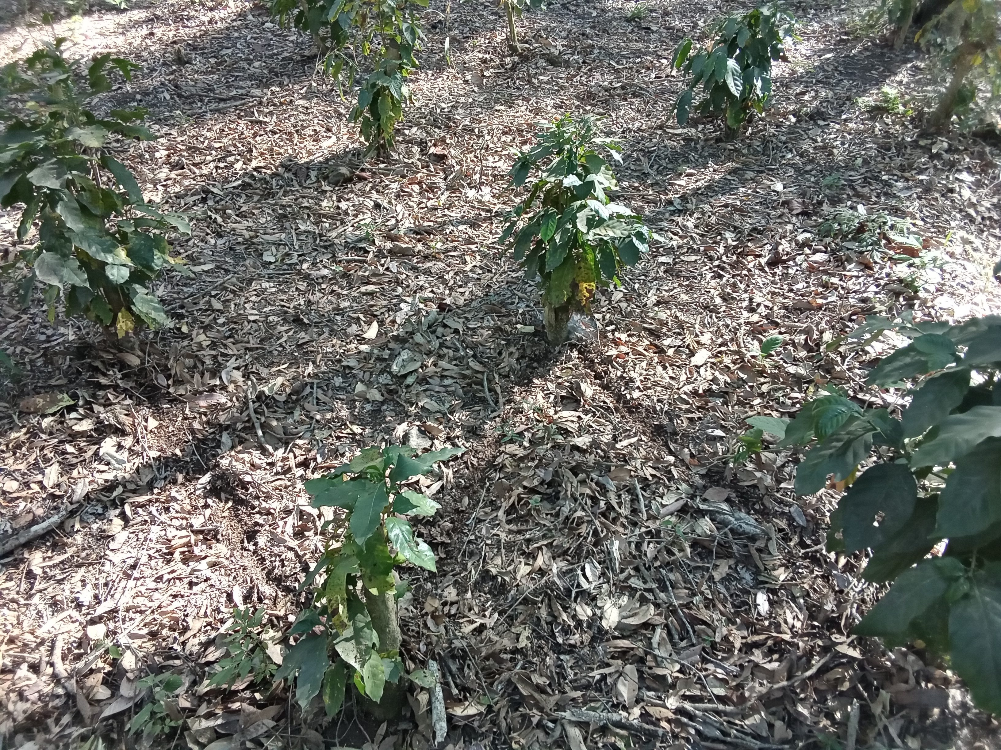 How many coffee trees are planted in an acre?