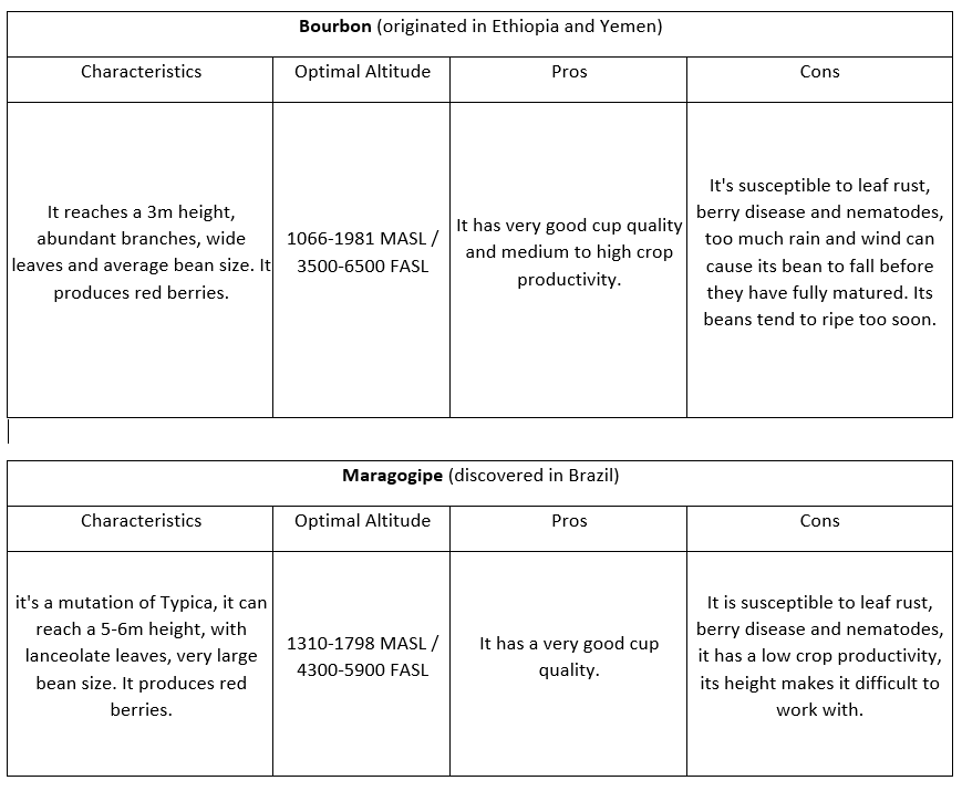 coffee varieties