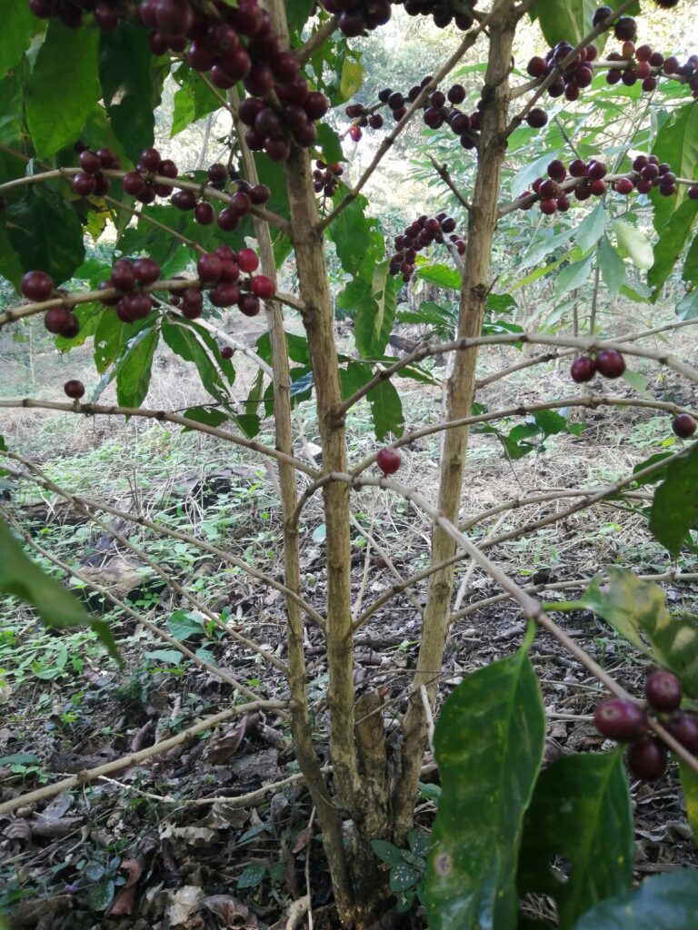 How to Prune your Coffee Trees in an Agroforestry System