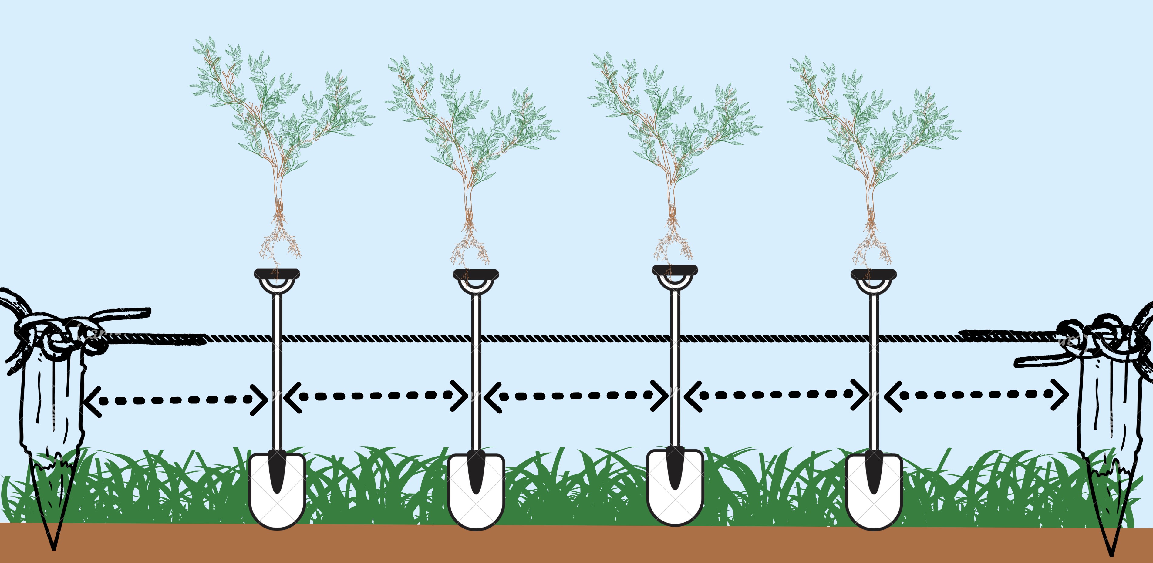 Coffee Trees Planting and Plant Spacing
